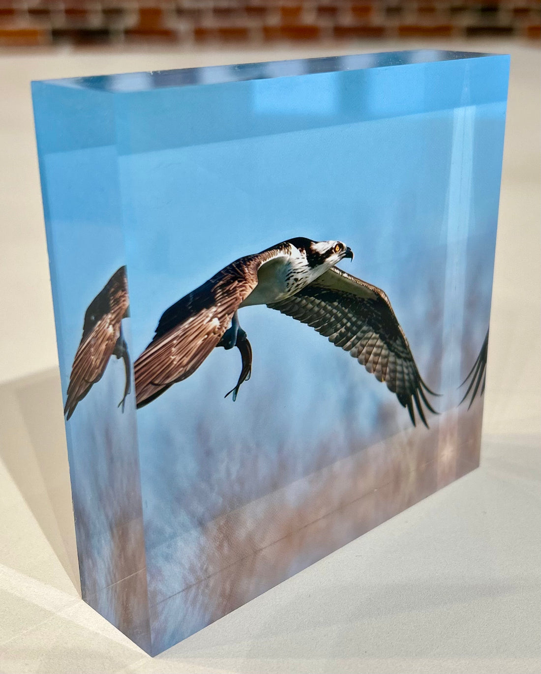 Gallery Block | Graceful Hunter