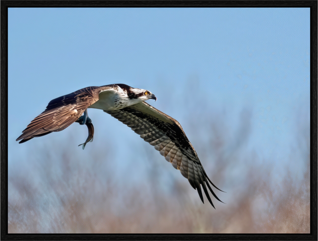 Graceful Hunter