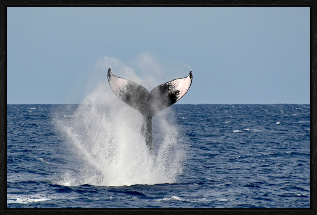 Majestic Splash