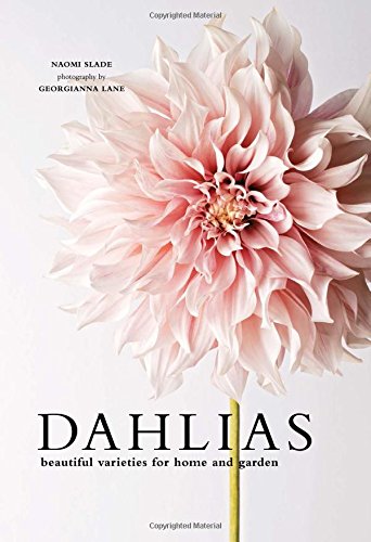 Dahlias