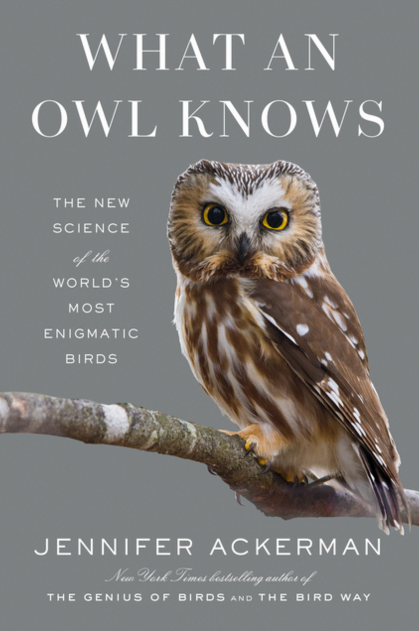 What An Owl Knows